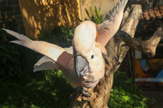 Beautiful Moluccan Cockatoo parrot sitting on a dry branch and waving its wings. Cute Salmon-Crested Cockatoo at Bali bird park zoo. One of most famous parrots of the world. Tropical travel concept.