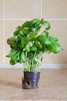 Fresh green basil in a vase in the kitchen, ready for an italian receipe