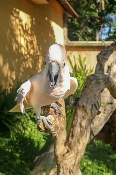 Beautiful Salmon-Crested Cockatoo sitting on dry branch at Bali bird park zoo. Moluccan Cockatoo, Cacatua Moluccensis, Adult Shouting. One of the most famous parrots of the world. Tropical background.