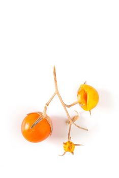 Little orange tomatoes having survived the winter, isolated on white background