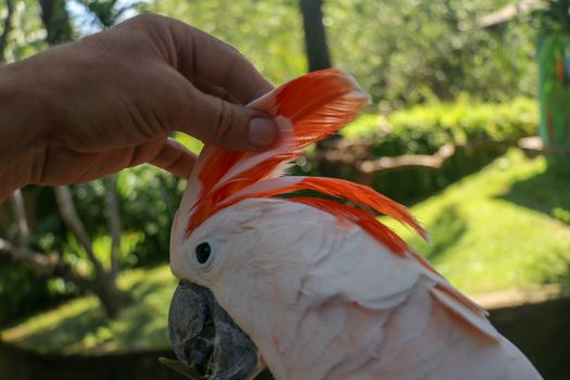 Man hand touching beautiful specimen of coockatoo. Cute Cacatua Moluccensis standing on a branch of a wood and stroking its feathers. Salmon-Crested Cockatoo. Tropical travel concept.