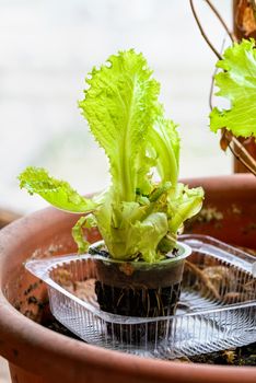 Recycling salad in recycled plastic trays