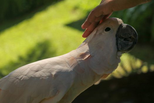Man hand touching beautiful specimen of coockatoo. Cute Cacatua Moluccensis standing on a branch of a wood and stroking its feathers. Salmon-Crested Cockatoo. Tropical travel concept.