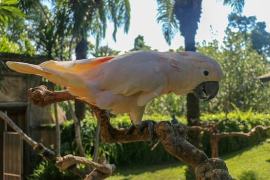 Beautiful Salmon-Crested Cockatoo sitting on dry branch at Bali bird park zoo. Moluccan Cockatoo, Cacatua Moluccensis, Adult Shouting. One of the most famous parrots of the world. Tropical background.
