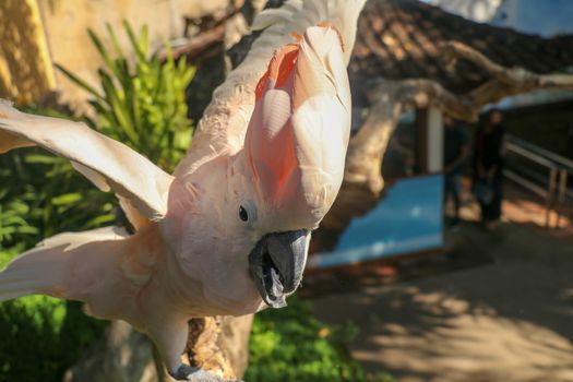 Beautiful Moluccan Cockatoo parrot sitting on a dry branch and waving its wings. Cute Salmon-Crested Cockatoo at Bali bird park zoo. One of most famous parrots of the world. Tropical travel concept.