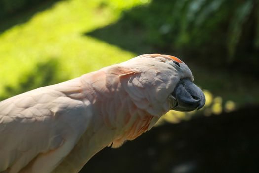 Close up portrait Salmon-Crested Cockatoo at Bali Bird Park ZOO. Moluccan Cockatoo parrot portrait. Macro portrait of a beautiful parrot Cacatua Moluccensis. Exotic travel concept background on branch