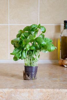Fresh green basil in a vase in the kitchen, ready for an italian recipe