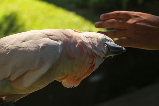 Man hand touching beautiful specimen of coockatoo. Cute Cacatua Moluccensis standing on a branch of a wood and stroking its feathers. Salmon-Crested Cockatoo. Tropical travel concept.
