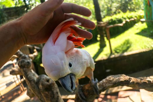 Man hand touching beautiful specimen of coockatoo. Cute Cacatua Moluccensis standing on a branch of a wood and stroking its feathers. Salmon-Crested Cockatoo. Tropical travel concept.