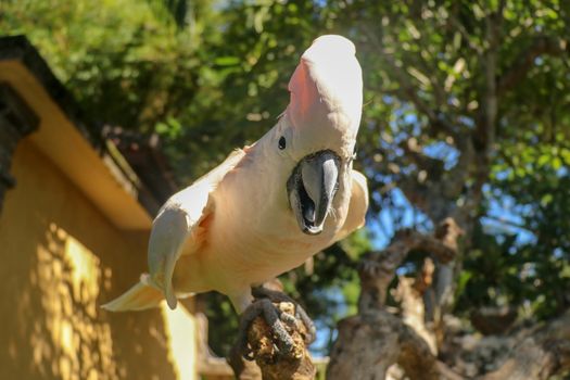 Beautiful Salmon-Crested Cockatoo sitting on dry branch at Bali bird park zoo. Moluccan Cockatoo, Cacatua Moluccensis, Adult Shouting. One of the most famous parrots of the world. Tropical background.