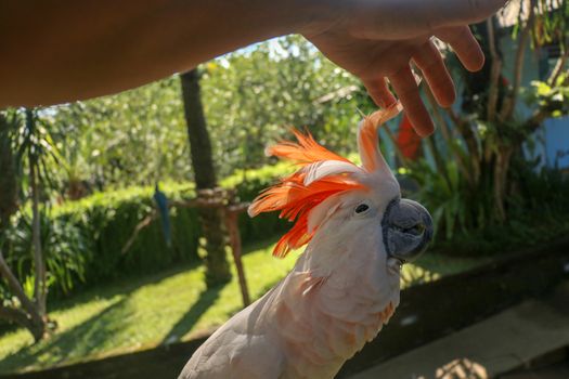 Man hand touching beautiful specimen of coockatoo. Cute Cacatua Moluccensis standing on a branch of a wood and stroking its feathers. Salmon-Crested Cockatoo. Tropical travel concept.