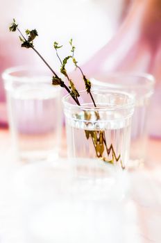 A Glass of Water with branches of dried mint