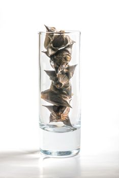 Water chestnuts, trapa natans, in a vodka glass, isolated on a white background