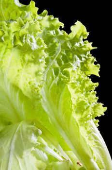 Closeup of tender green Batavia salad