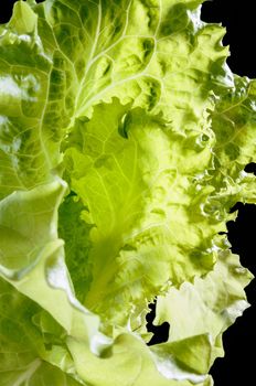 Closeup of tender green Batavia salad