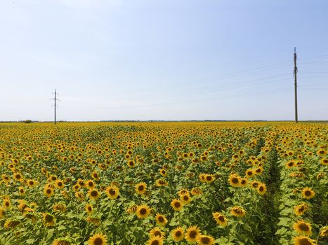 Field of sunflowers. Aerial view of agricultural fields flowering oilseed. Top view.