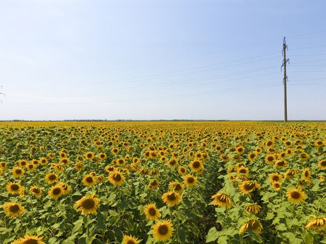 Field of sunflowers. Aerial view of agricultural fields flowering oilseed. Top view.