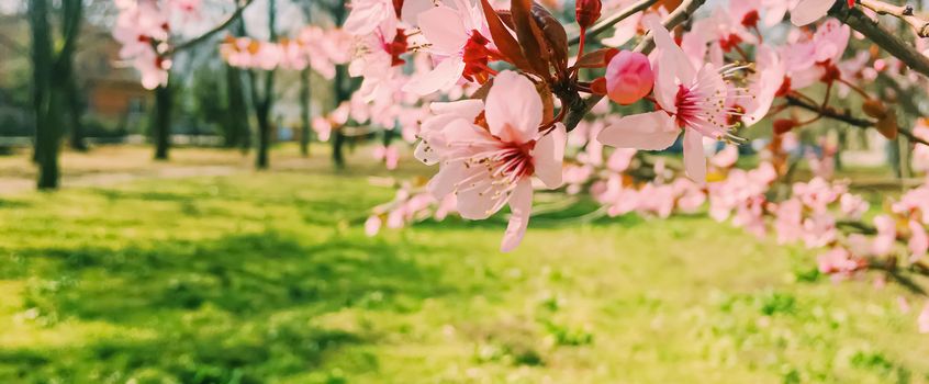 Apple tree flowers bloom, floral blossom in sunny spring