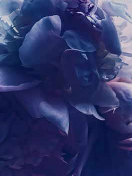 Purple peony flower as abstract floral background for holiday branding design