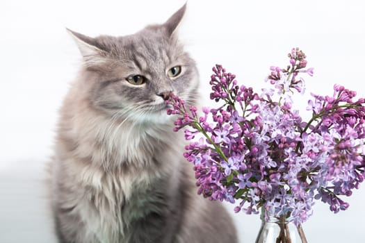 beautiful cute funny woolly fluffy grey tabby cat sniffs purple lilac flowers in glass bottle on light background. Concept for spring card.