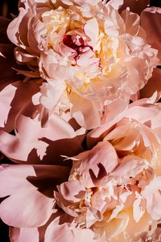 Peony flowers as luxury floral background, wedding decoration and event branding design