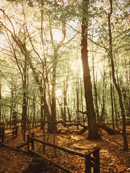 Spring forest landscape at sunset or sunrise, nature and environment