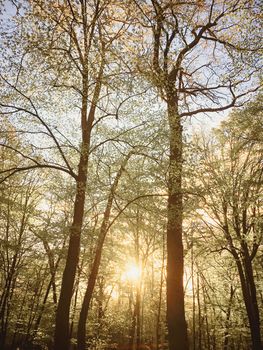 Spring forest landscape at sunset or sunrise, nature and environment