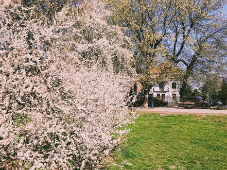 Blooming apple tree flowers in spring as floral background, nature and agriculture