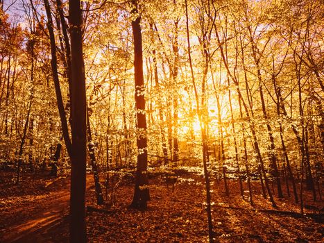 Autumn forest landscape at sunset or sunrise, nature and environment