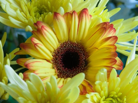 bouquet flower
