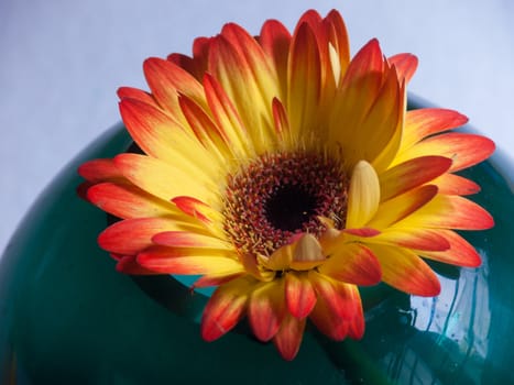 bouquet flower