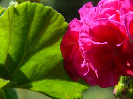 geranium