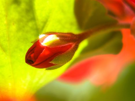 geranium