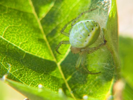 Palomena prasina