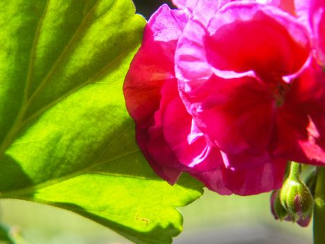 geranium