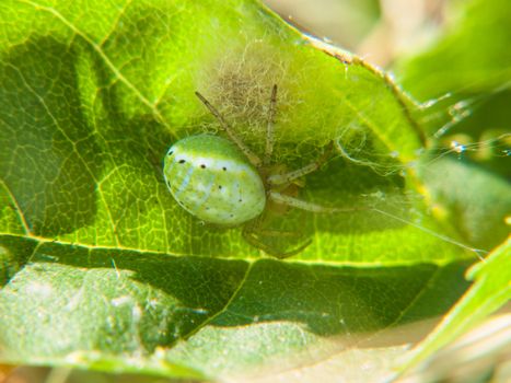 Palomena prasina