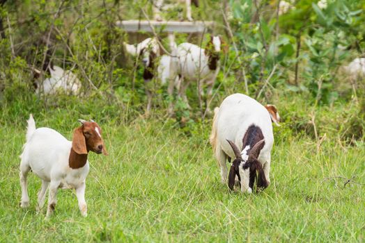 Goats in the pasture of organic farm in thailand.
