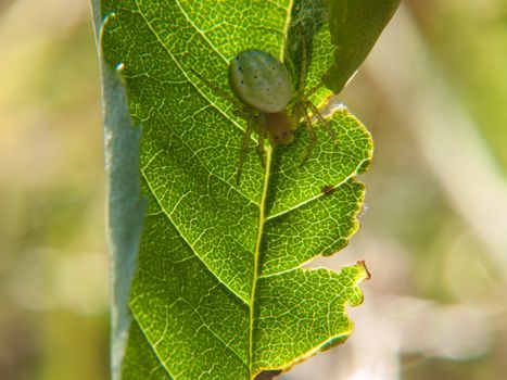 Palomena prasina