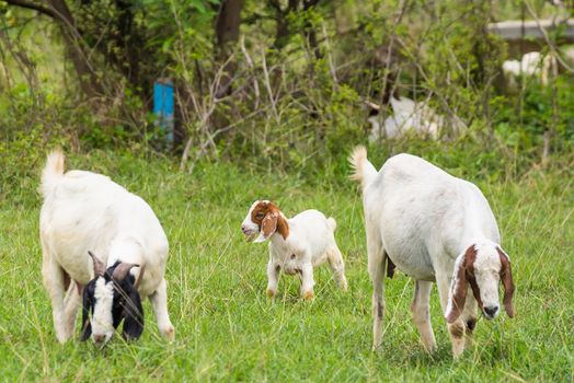 Goats in the pasture of organic farm in thailand.