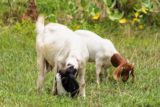 Goats in the pasture of organic farm in thailand.