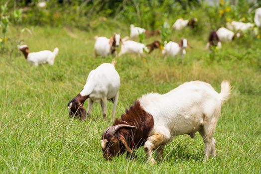 Goats in the pasture of organic farm in thailand.