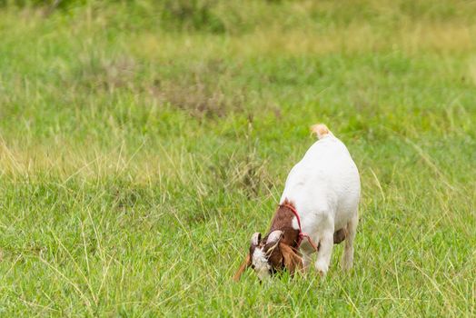 Goats in the pasture of organic farm in thailand.