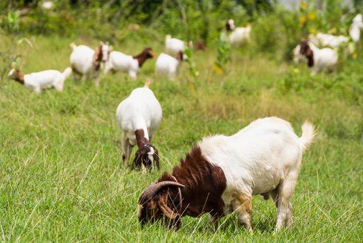 Goats in the pasture of organic farm in thailand.