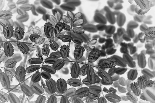 X-ray Black and white picture of Green leaves for backgrounds and wallpapers.