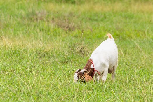 Goats in the pasture of organic farm in thailand.