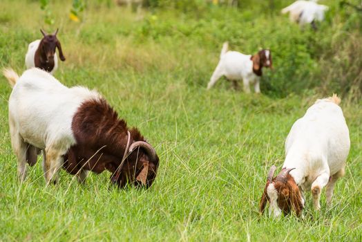 Goats in the pasture of organic farm in thailand.