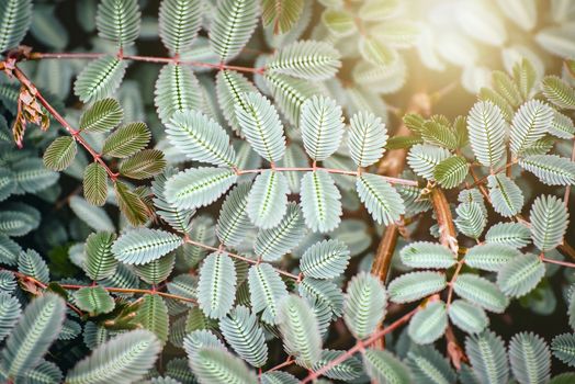 Green leaves with Morning sun light for backgrounds and wallpapers.