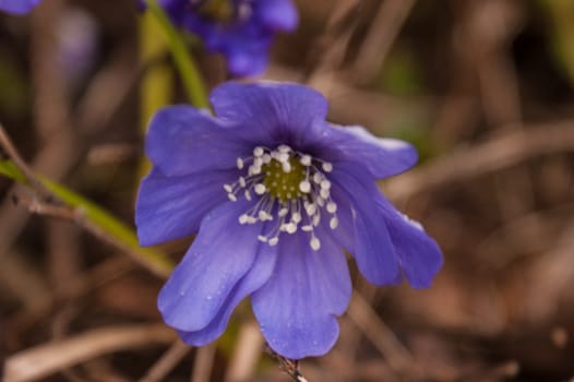 Hepatica nobilis