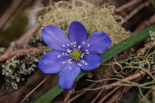 Hepatica nobilis