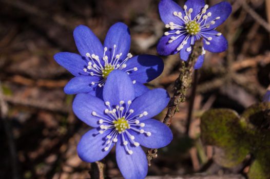 Hepatica nobilis